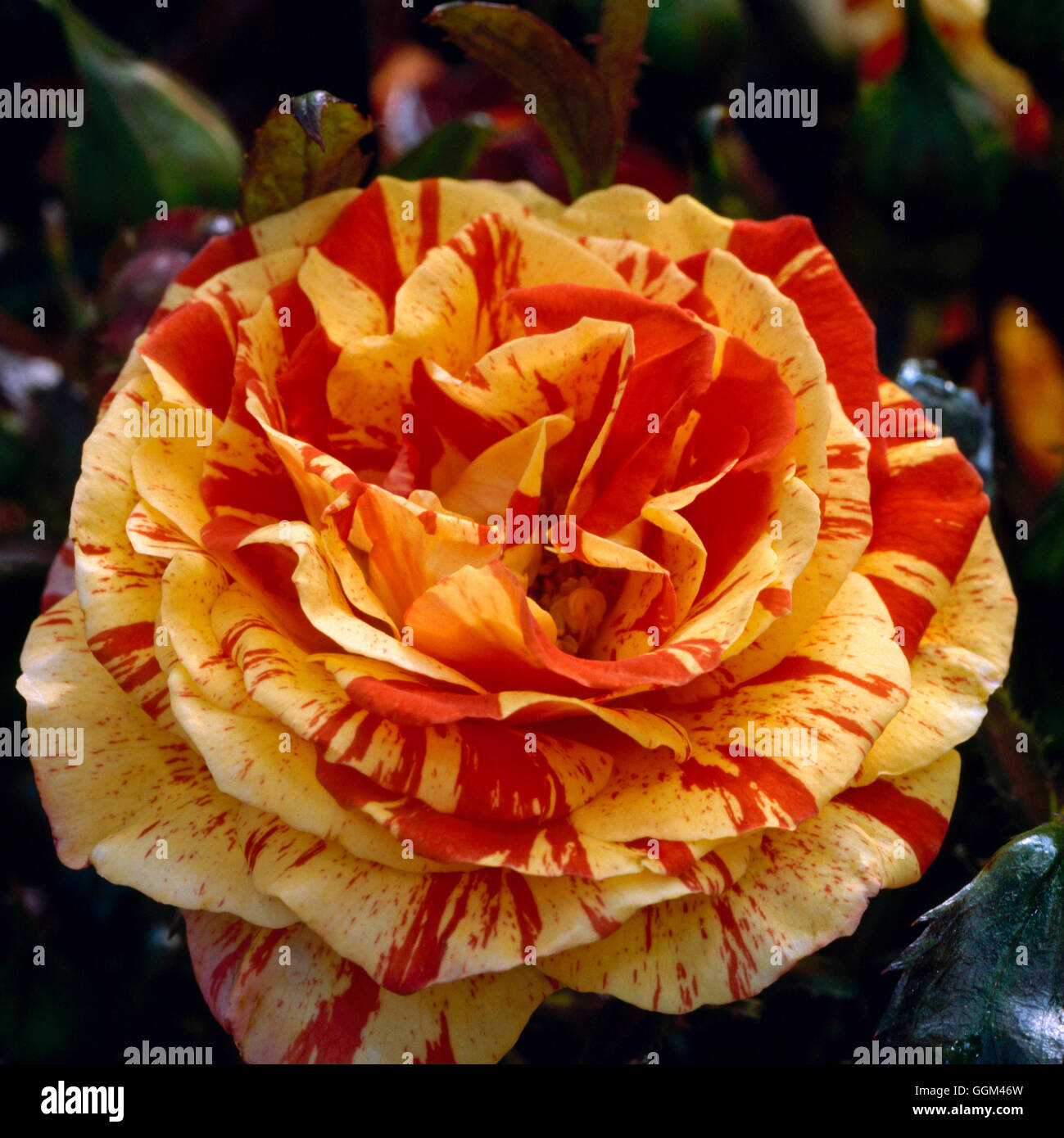 Rosa `Oranges and Lemons' (Floribunda) RFL071061 Stock Photo Alamy